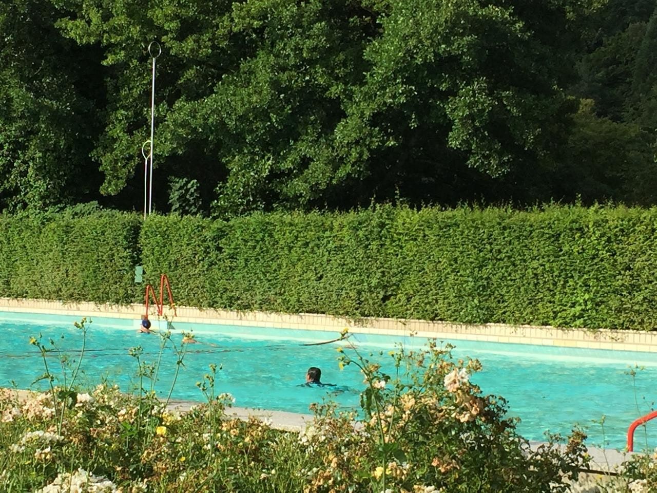 An outdoor swimming pool with two swimmers, edged by a hedge, trees and flowers